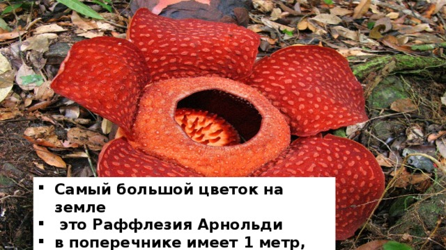 Самый большой цветок на земле  это Раффлезия Арнольди в поперечнике имеет 1 метр, а весит 10 кг. 