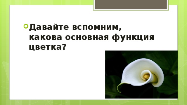 Давайте вспомним, какова основная функция цветка?  