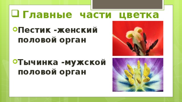 Главные части цветка Пестик -женский половой орган Тычинка -мужской половой орган 