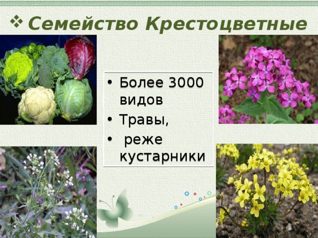 Семейство Крестоцветные Более 3000 видов Травы,  реже кустарники 