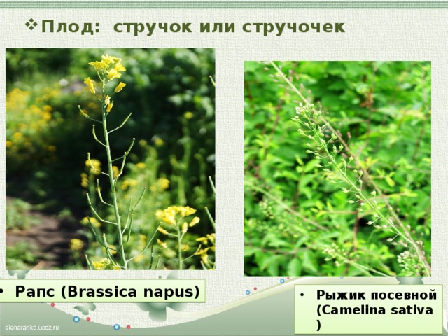 Плод: стручок или стручочек Рапс (Brassica napus) Рыжик посевной (Camelina sativa) 