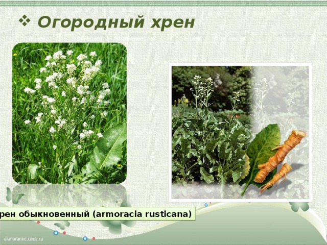 Огородный хрен Хрен обыкновенный (armoracia rusticana) 