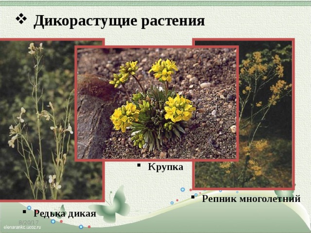 Дикорастущие растения Крупка  Репник многолетний  Редька дикая 8/20/17 