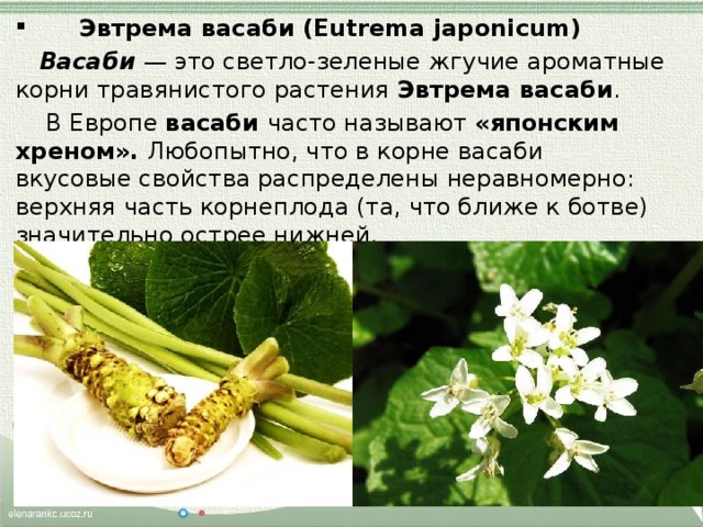  Эвтрема васаби (Eutrema japonicum) Васаби  — это светло-зеленые жгучие ароматные корни травянистого растения Эвтрема васаби .  В Европе васаби часто называют «японским хреном». Любопытно, что в корне васаби вкусовые свойства распределены неравномерно: верхняя часть корнеплода (та, что ближе к ботве) значительно острее нижней.  