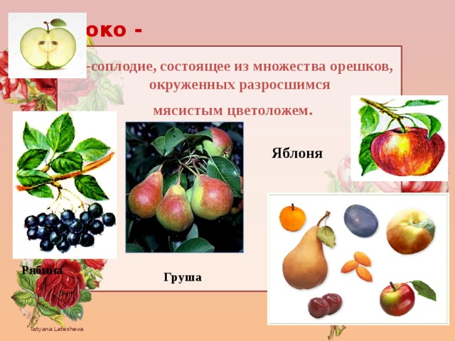 Яблоко - -соплодие, состоящее из множества орешков, окруженных разросшимся  мясистым цветоложем. Яблоня  Груша  Рябина 