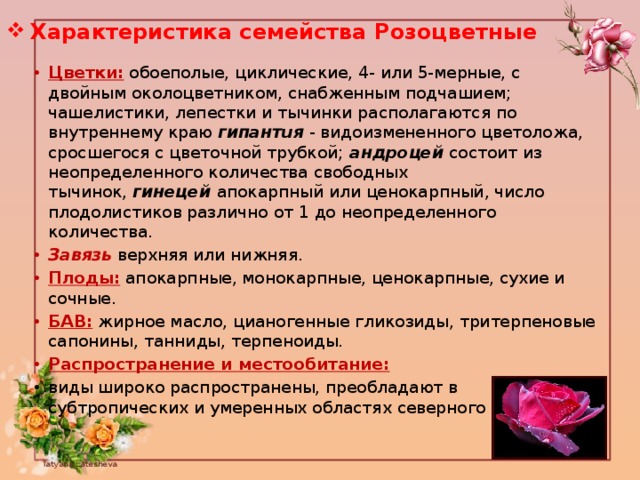 Особенности розоцветных. Характеристика семейства Розоцветные. Харатеристикасемейсва Розоцветные. Общая характеристика семейства розоцветных. Семейство Розоцветные общая характеристика.