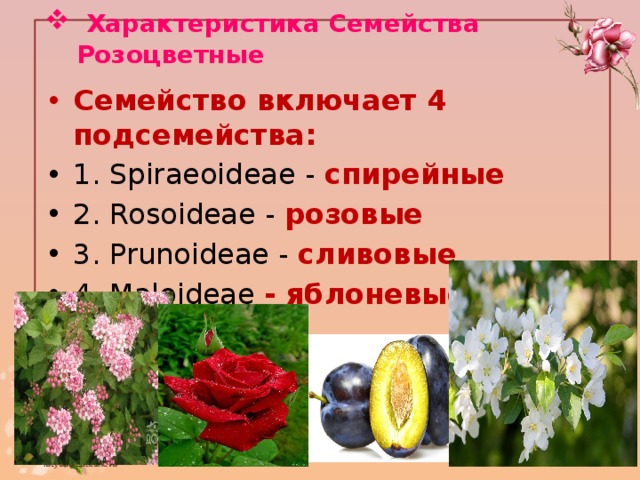 Формула цветка растений семейства розоцветные ответ. Семейство Розоцветные представители. Подсемейство семейства розоцветных. Формула цветка семейства розоцветных. Подсемейство Спирейные.
