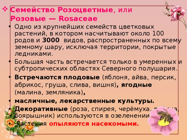 Признаки представителей семейства розоцветные. Семейства розовые (Rosaceae).. Численность семейства розоцветных. Семейство розовые общая характеристика. Характеристика семейства розоцветных.