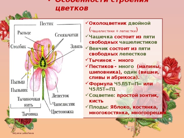 Формула цветка растений семейства розоцветные ответ. Венчик состоит из чашелистиков. Пестик венчик тычинка околоцветник. Двойной околоцветник венчик чашечка пестик.