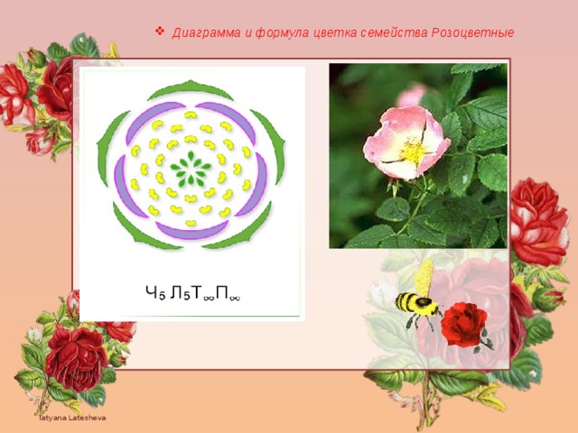 Формула цветка растений семейства розоцветные ответ. Семейство Розоцветные формула цветка. Семейство Розоцветные диаграмма цветка. Формула цветка розоцветных растений. Диаграмма цветка розоцветных растений.
