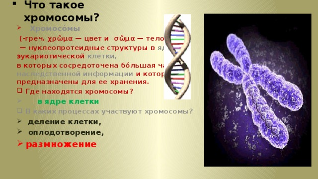 Что такое хромосомы?    Хромосо́мы  (-греч. χρῶμα — цвет и σῶμα — тело) — нуклеопротеидные структуры в ядре эукариотической клетки, в которых сосредоточена бо́льшая часть наследственной информации и которые предназначены для ее хранения. Где находятся хромосомы?  в ядре клетки В каких процессах участвуют хромосомы?  деление клетки,  оплодотворение, размножение   