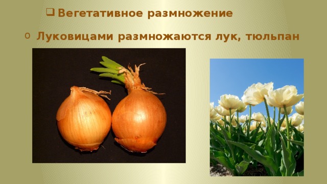 Вегетативное размножение Луковицами размножаются лук, тюльпан 