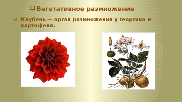 Вегетативное размножение Клубень — орган размножения у георгина и картофеля. 