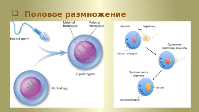 Половое размножение презентация