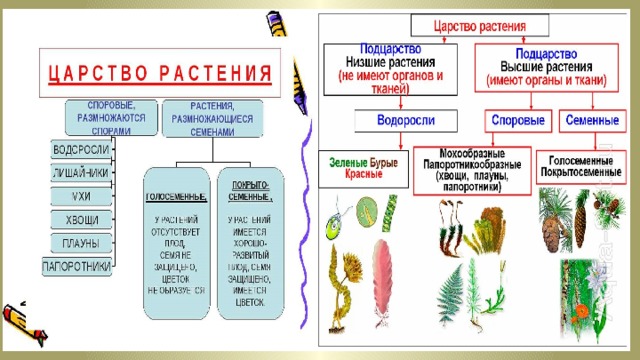 Отделы растений биология 7 класс