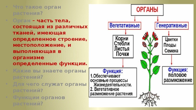 Генеративные органы размножения