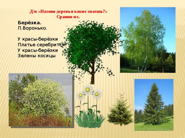 Д/и «Назови деревья какие знаешь?» Сравни их. Берёзка.  П.Воронько.     У красы-берёзки  Платье серебрится.  У красы-берёзки  Зелены косицы 