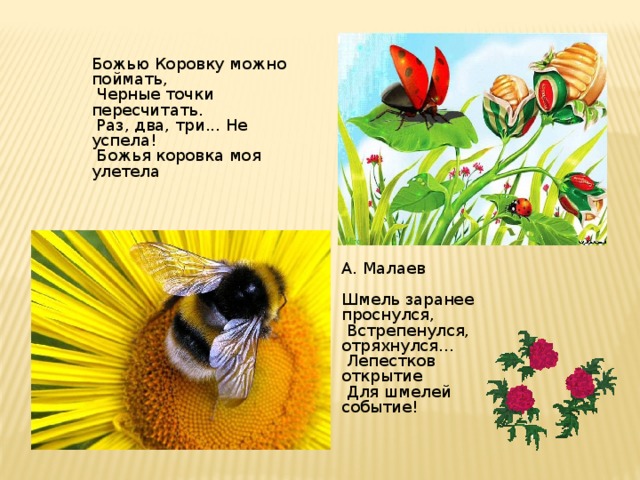 Божью Коровку можно поймать,  Черные точки пересчитать.  Раз, два, три... Не успела!  Божья коровка моя улетела А. Малаев Шмель заранее проснулся,  Встpепенулся, отряхнулся...  Лепестков открытие  Для шмелей событие! 