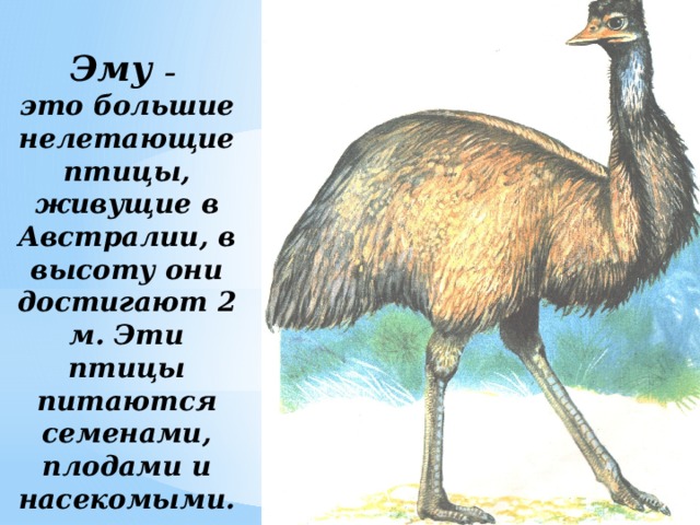 Проект про нелетающих птиц 3 класс