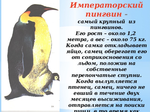 Проект про нелетающих птиц 3 класс