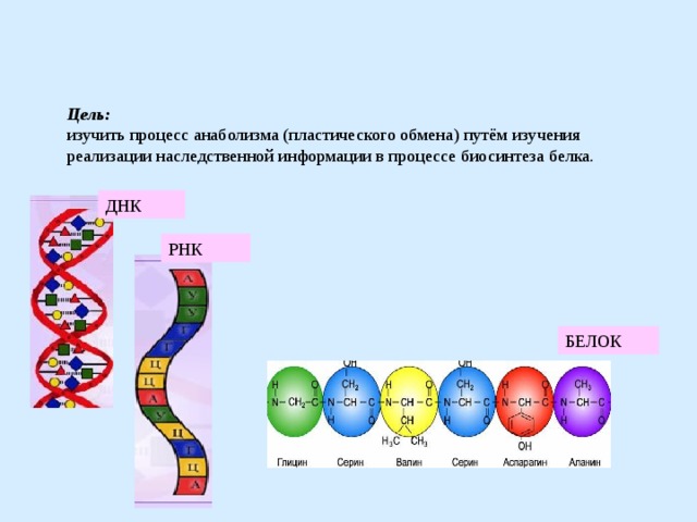 Цель: изучить процесс анаболизма (пластического обмена) путём изучения реализации наследственной информации в процессе биосинтеза белка. ДНК РНК БЕЛОК 