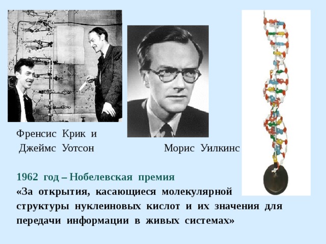  Френсис Крик и  Джеймс Уотсон  Морис Уилкинс  1962 год – Нобелевская премия  «За открытия, касающиеся молекулярной  структуры нуклеиновых кислот и их значения для  передачи информации в живых системах»  