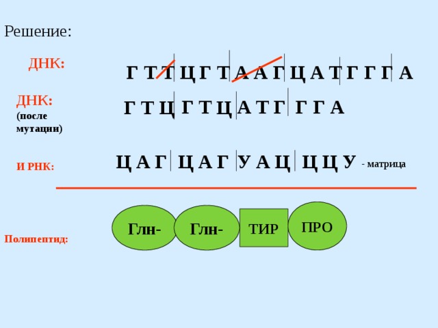 Г ц. ДНК А Г Т Ц. ДНК Г Ц Т Ц Г Ц Ц А А. ДНК:Ц-А-Г-А-Т-Г-Ц. А-А-Г-Г-Ц-Ц-Т-Т ДНК.