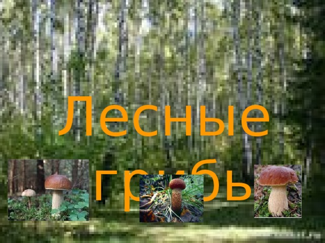  Лесные  грибы 