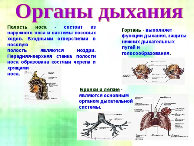 1 из функций носовой полости является