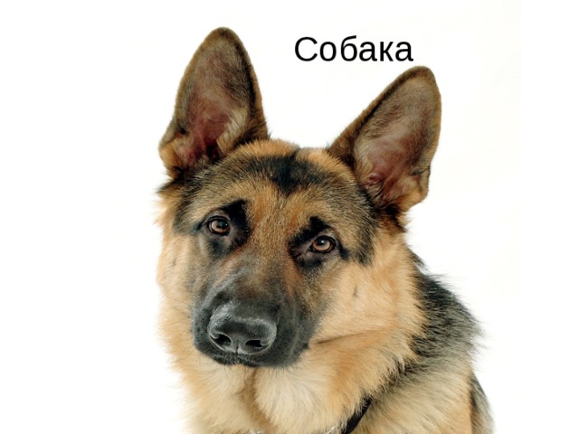  Собака 