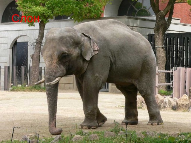 Слон  