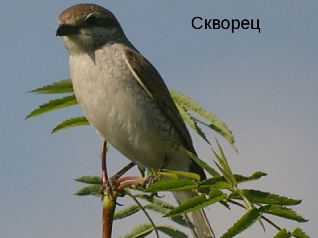  Скворец 