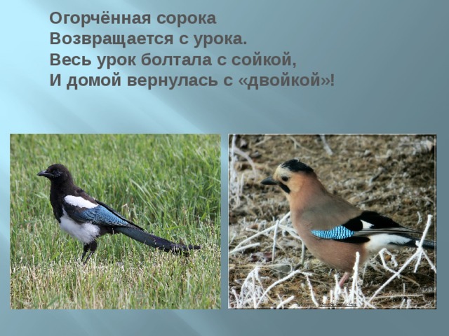 Огорчённая сорока  Возвращается с урока.  Весь урок болтала с сойкой,  И домой вернулась с «двойкой»! 