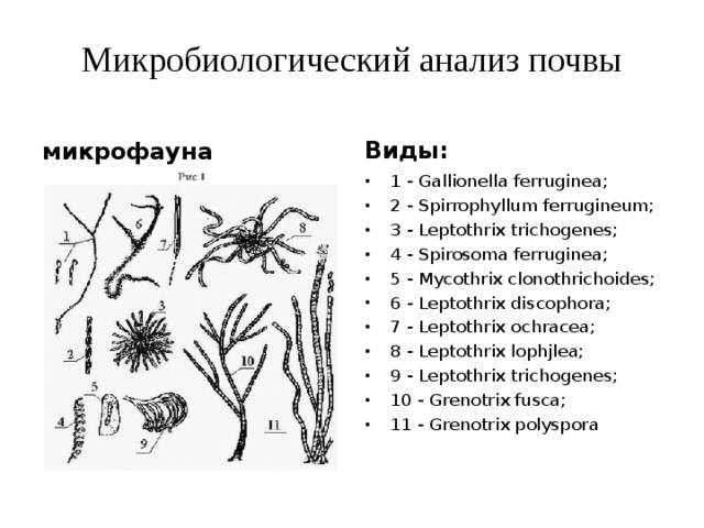 Микробиологический анализ почвы микрофауна Виды: 1 - Gallionella ferruginea; 2 - Spirrophyllum ferrugineum; 3 - Leptothrix trichogenes; 4 - Spirosoma ferruginea; 5 - Mycothrix clonothrichoides; 6 - Leptothrix discophora; 7 - Leptothrix ochracea; 8 - Leptothrix lophjlea; 9 - Leptothrix trichogenes; 10 - Grenotrix fusca; 11 - Grenotrix polyspora 