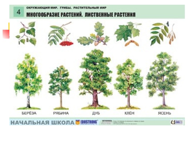 Название деревьев с картинками. Задания по окружающему миру лиственные деревья. Проект лиственные деревья. Кубановедение 1 класс кроны деревьев. Лиственные деревья названия для участка.