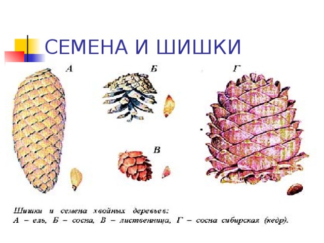 Рассмотри рисунки шишек