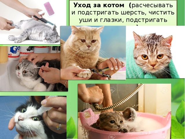 Уход за котом ( расчесывать и подстригать шерсть, чистить уши и глазки, подстригать когти. …) 