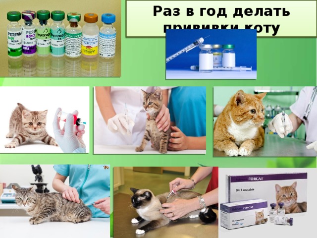 Раз в год делать прививки коту 
