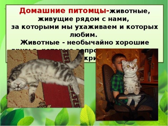 Домашние питомцы- животные, живущие рядом с нами, за которыми мы ухаживаем и которых любим. Животные - необычайно хорошие друзья, которые вопросов не задают и никого не критикуют 