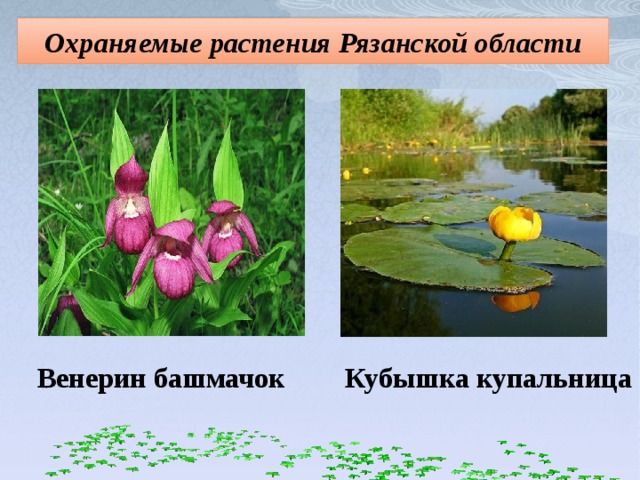 Охраняемые растения Рязанской области Венерин башмачок Кубышка купальница 