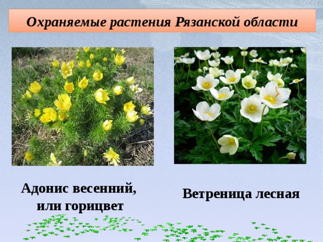 Охраняемые растения Рязанской области Адонис весенний,  или горицвет Ветреница лесная  