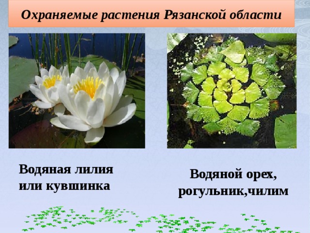 Охраняемые растения Рязанской области Водяная лилия или кувшинка Водяной орех, рогульник,чилим 