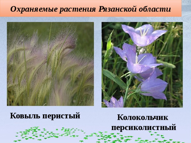 Охраняемые растения Рязанской области Ковыль перистый Колокольчик персиколистный 