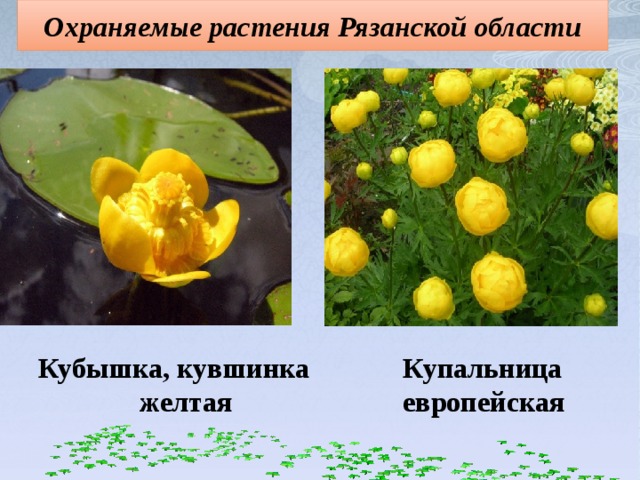 Охраняемые растения Рязанской области Купальница Кубышка, кувшинка желтая европейская   