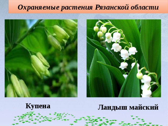 Охраняемые растения Рязанской области Купена Ландыш майский 