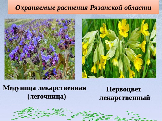 Охраняемые растения Рязанской области Медуница лекарственная (легочница)  Первоцвет лекарственный 