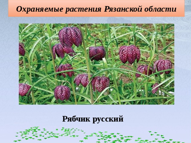 Охраняемые растения Рязанской области Рябчик русский  