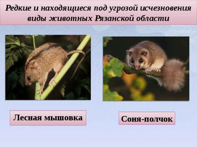 "Красная книга или Возьмём под защиту"
