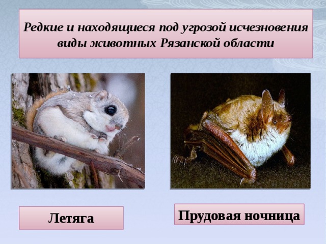 Редкие и находящиеся под угрозой исчезновения виды животных Рязанской области Прудовая ночница Летяга 