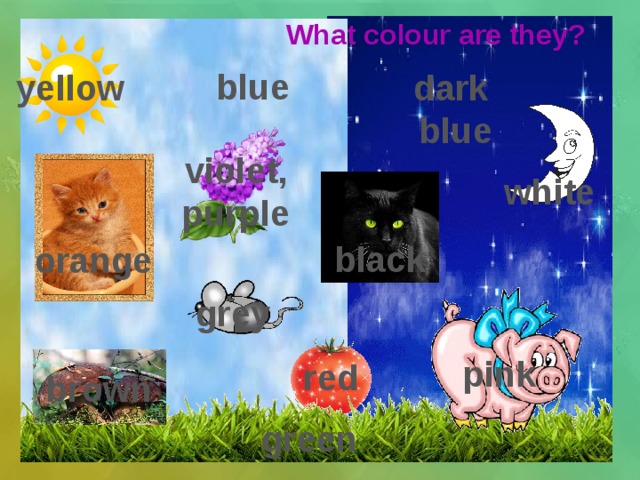 What colour are they? blue yellow dark blue violet, purple white black orange grey pink red brown green 